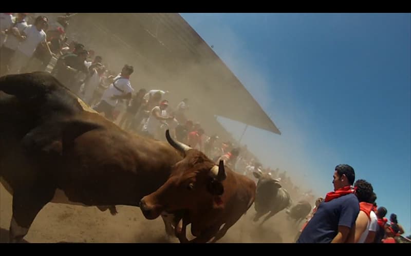 Closest the bulls got to me