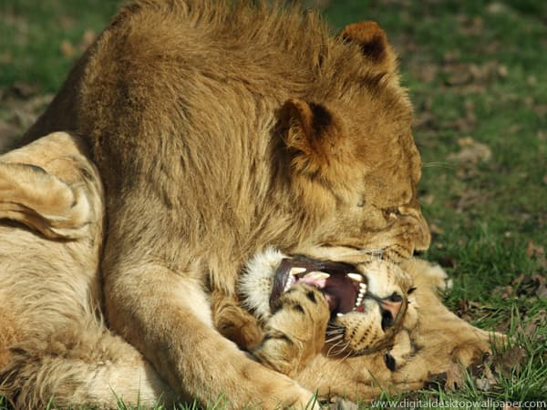 Don't touch my food again!