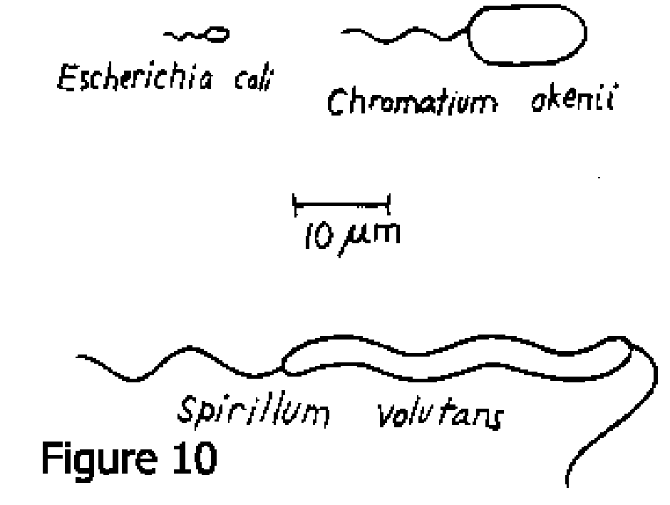 Flagella Flagella