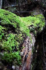 Moss Moss