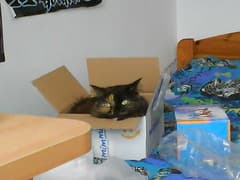 boxed pussy boxed pussy