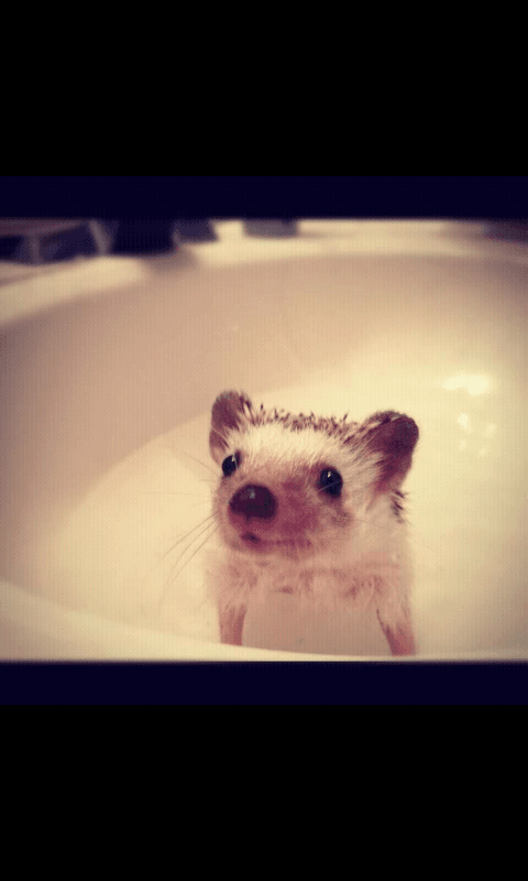 A cute hedgehog A cute hedgehog
