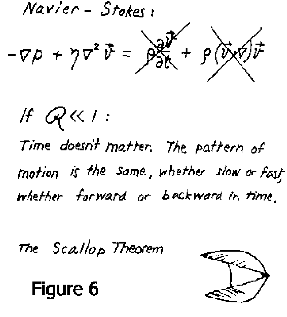 Scallop theorem Scallop theorem