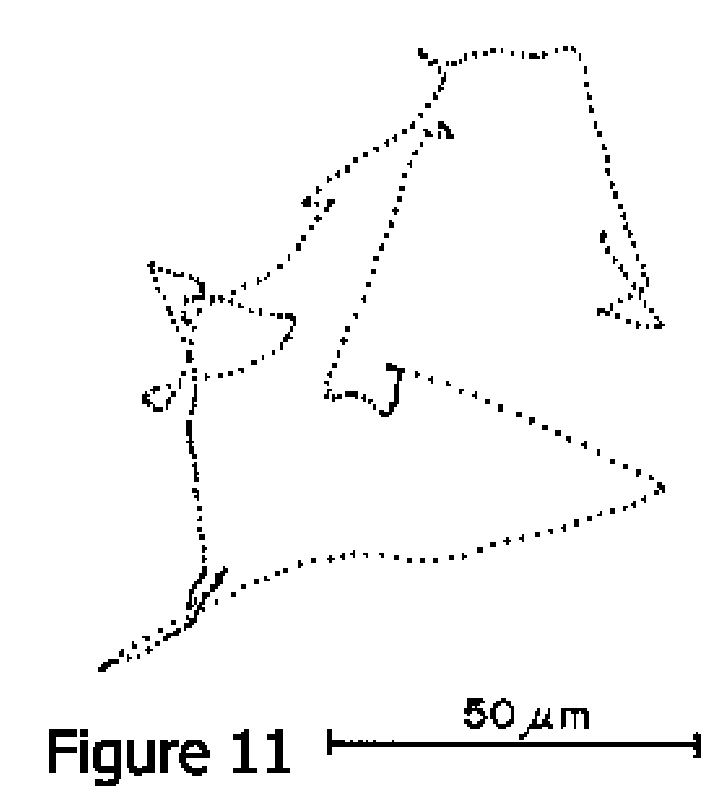 Movement patterns of E. Coli Movement patterns of E. Coli