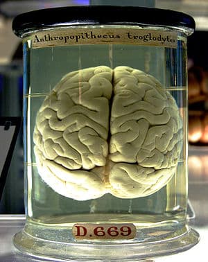 A chimpanzee brain at the Science Museum London A chimpanzee brain at the Science Museum London