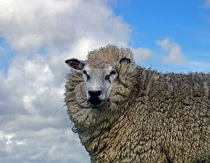Sheep Sheep