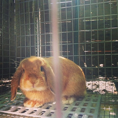 Mao, the office bunny Mao, the office bunny