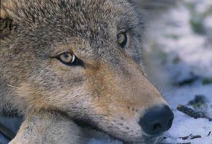 Wolf pup Wolf pup