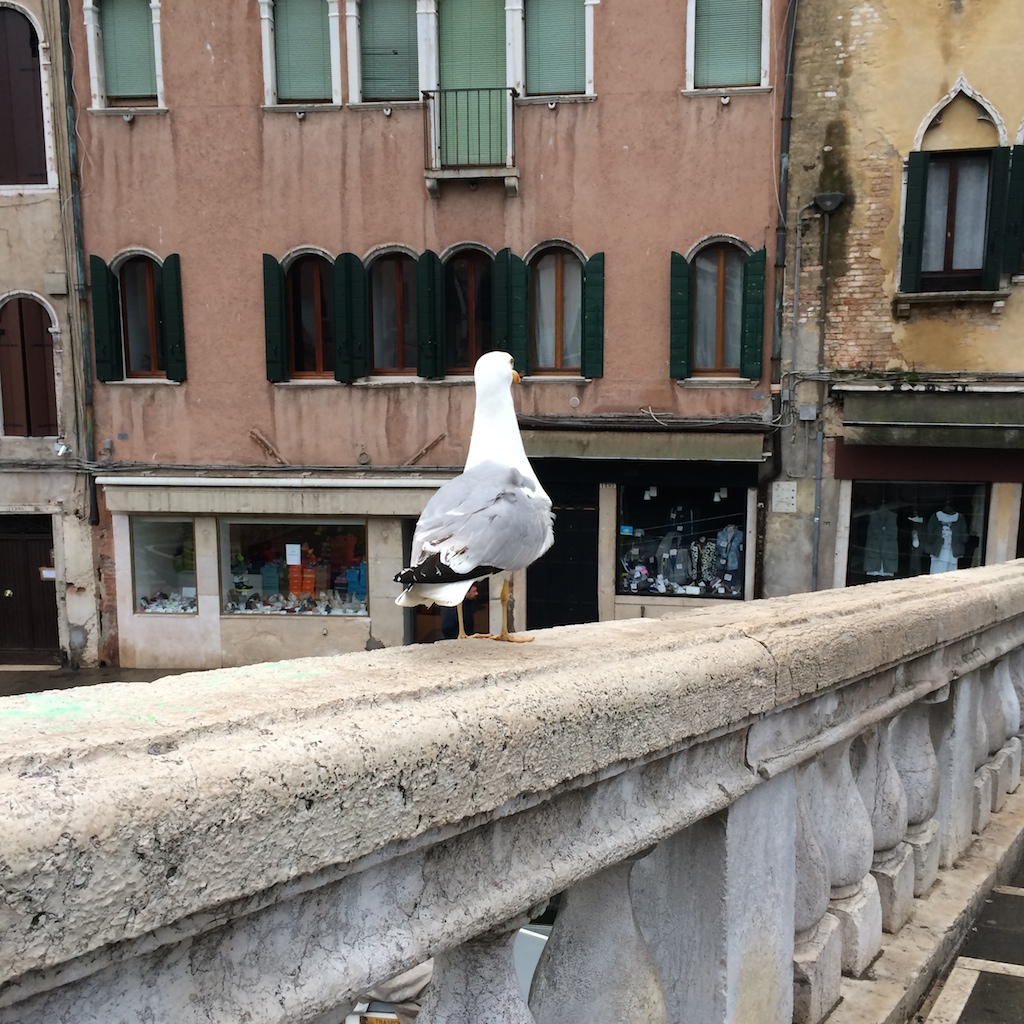 A seagull A seagull