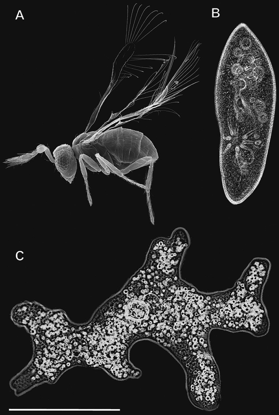 The wasp compared to an amoeba and a paramecium The wasp compared to an amoeba and a paramecium