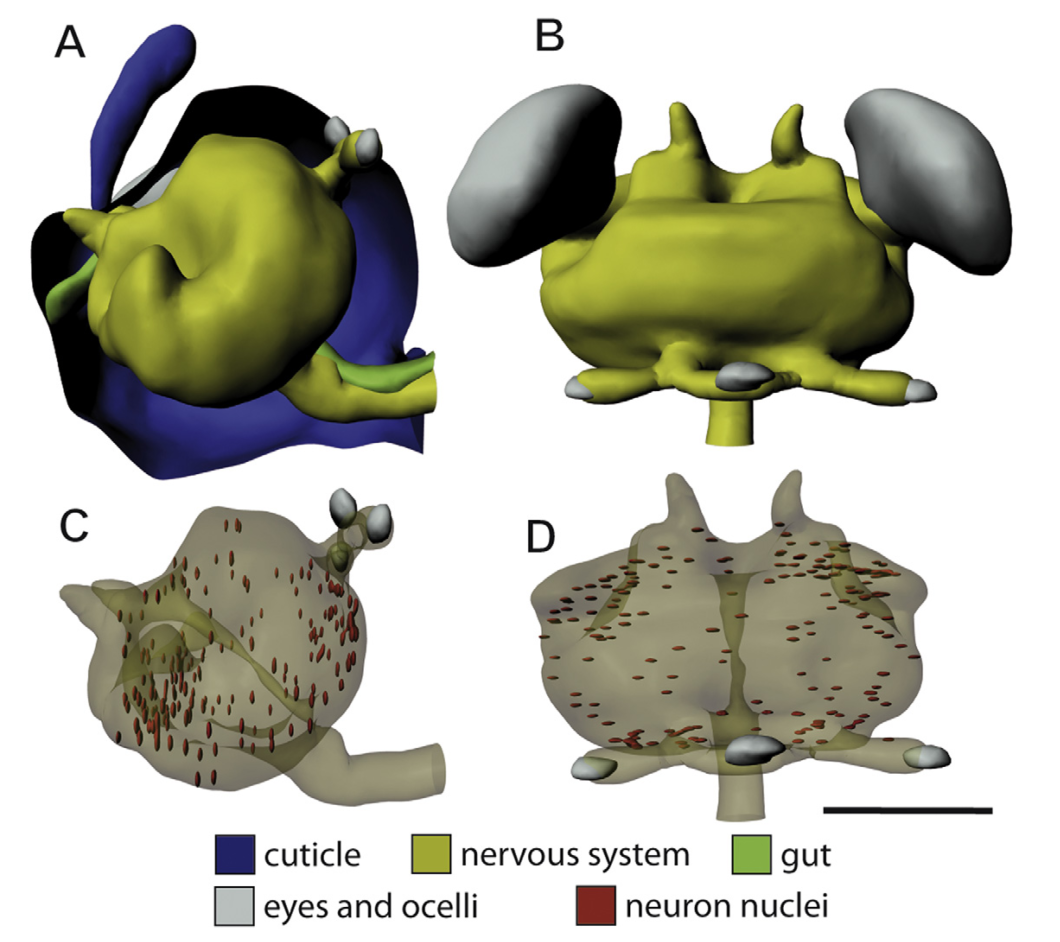 Nervous system inside the head and brain with sporadic nucleae Nervous system inside the head and brain with sporadic nucleae