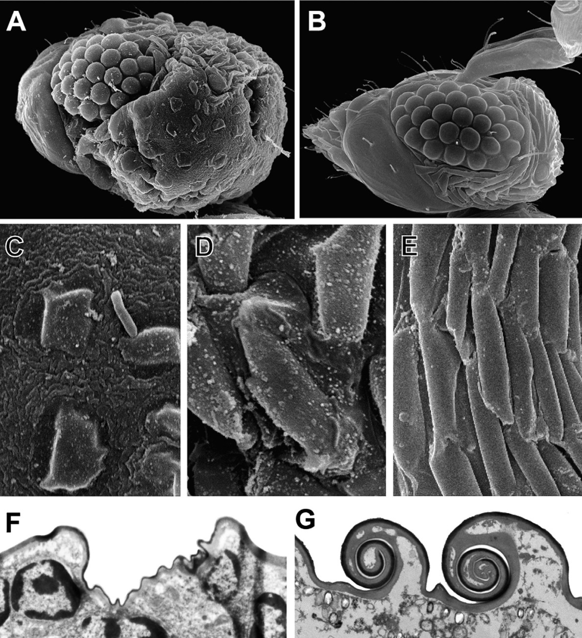 Changes to the head Changes to the head